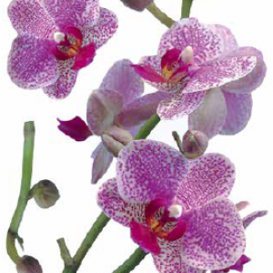 Декоративна наліпка ArtDecor №33 Орхидеи